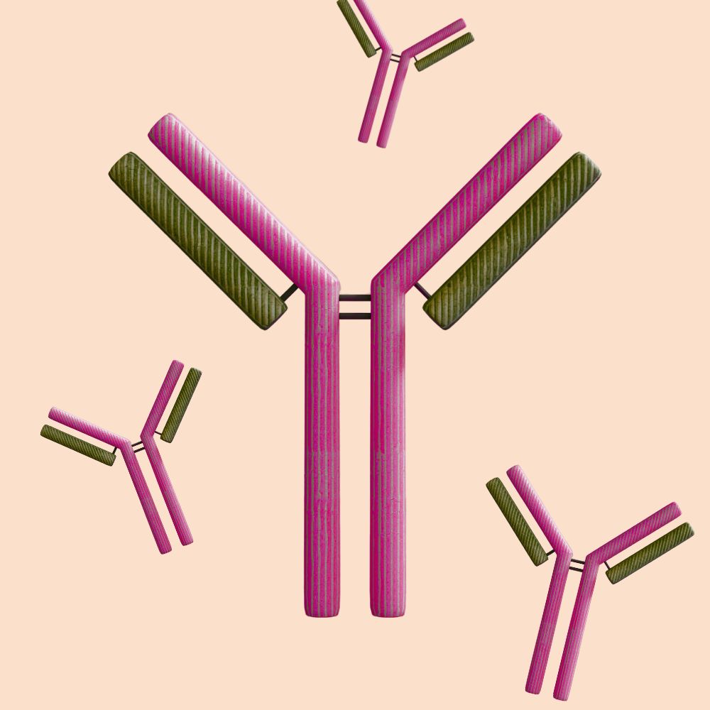 Zöliakie-Antikörper - Schnitzer