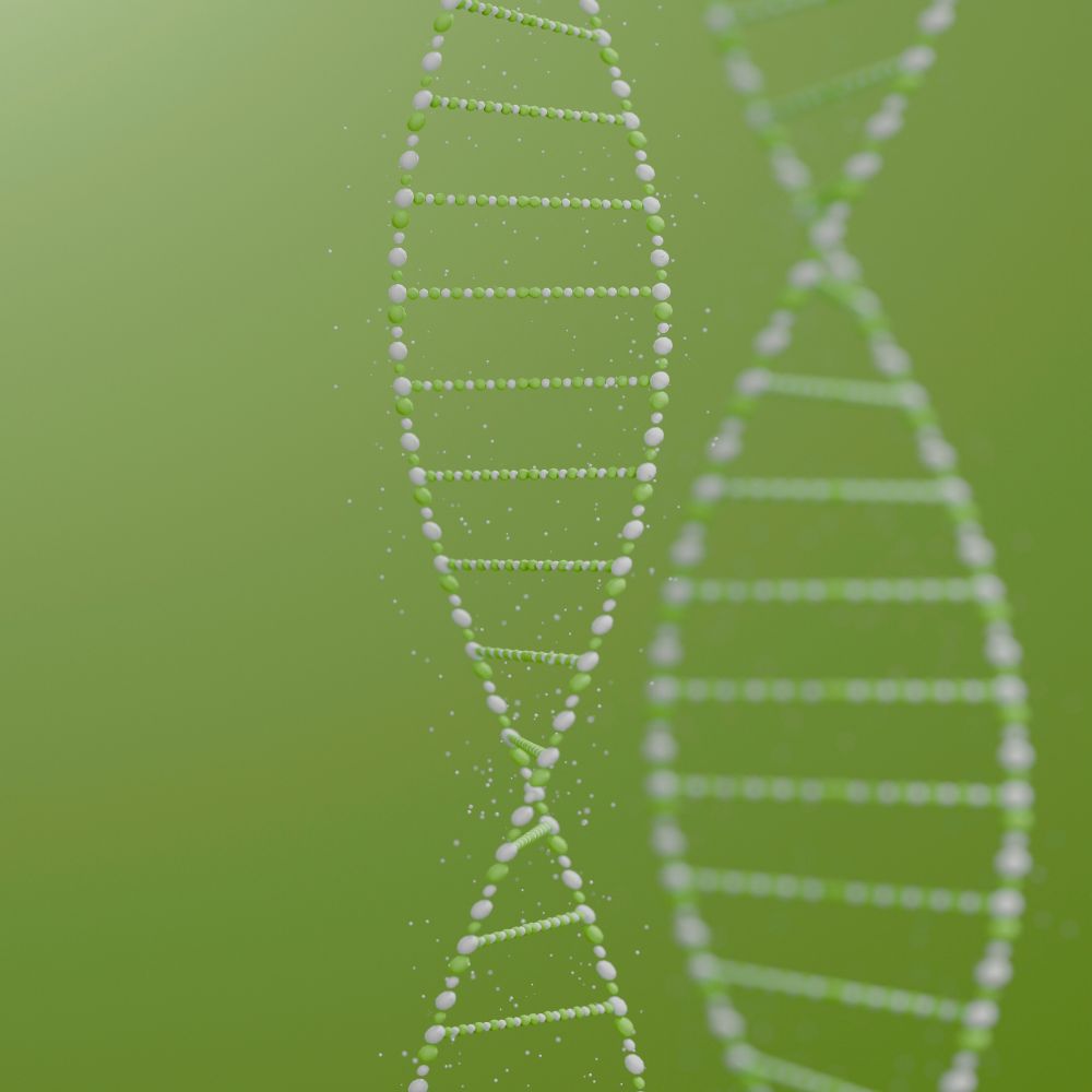 Genetik der Zöliakie - Schnitzer