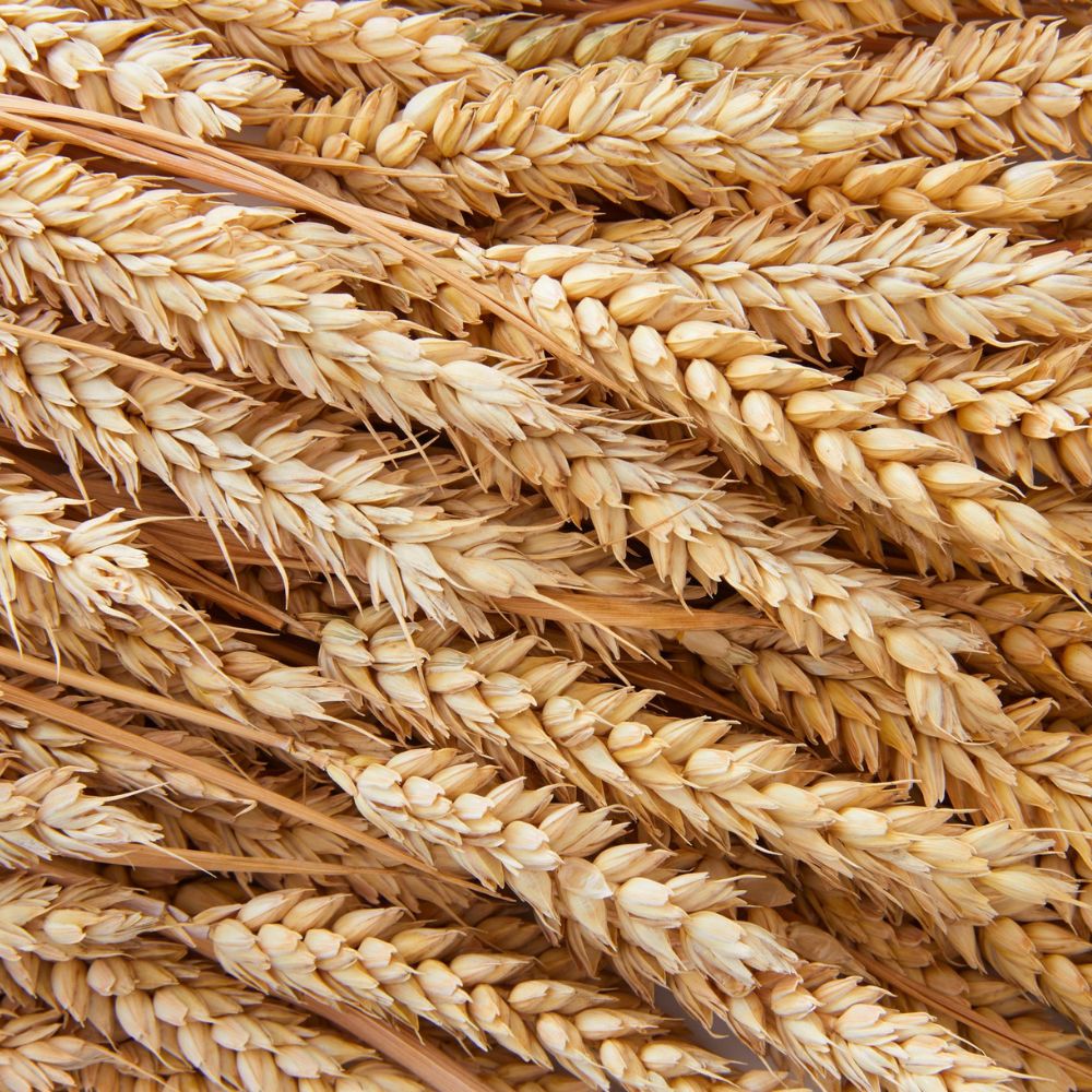 Weizenallergie - Schnitzer