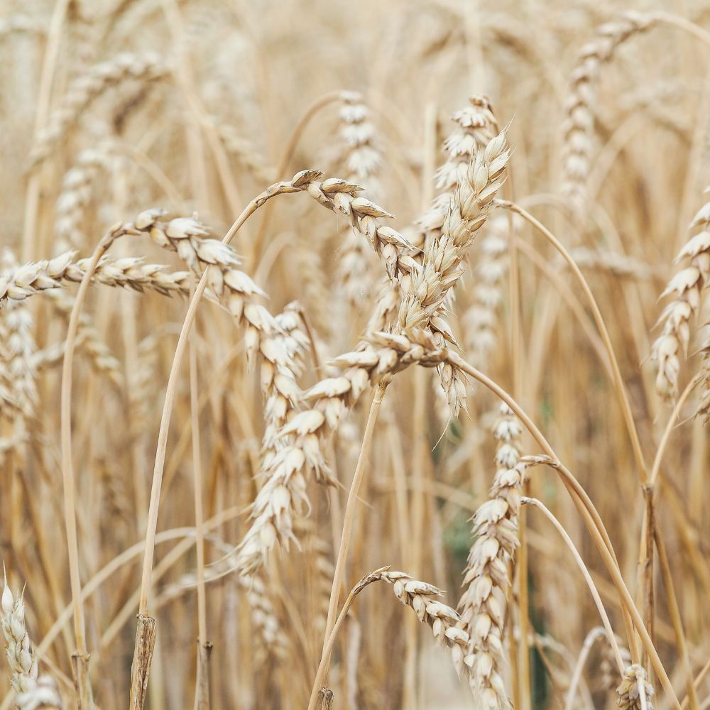 Weizensensitivität - Schnitzer